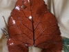 Schale Blatt groß "Interpretation1"