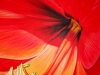 Amaryllis